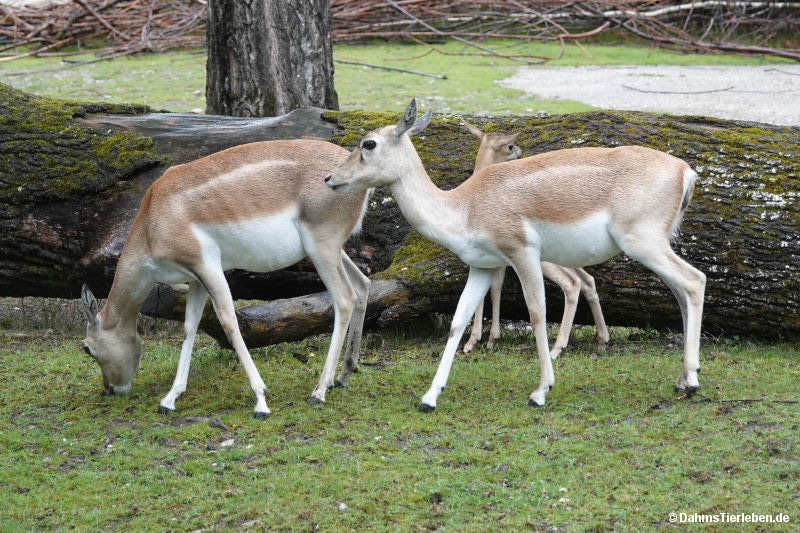 Antilope cervicapra