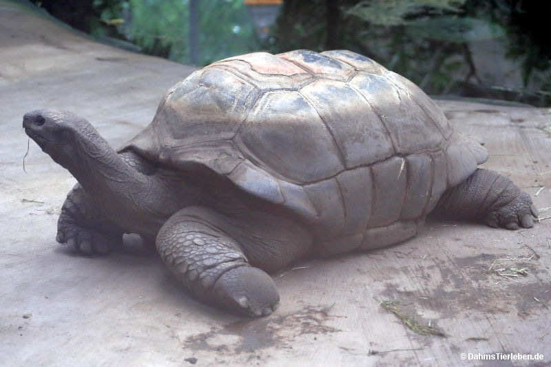 Aldabrachelys gigantea