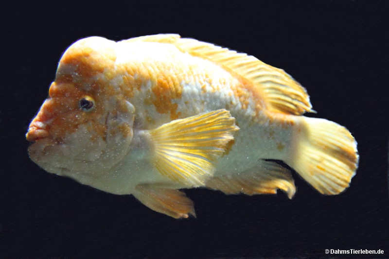 Zitronenbuntbarsch
(Amphilophus citrinellus) Amphilophus citrinellus