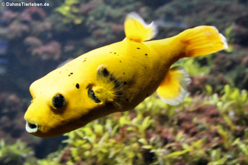 Sternenkugelfisch
(Arothron meleagris) Arothron meleagris