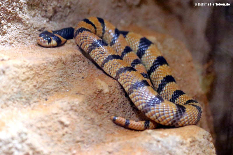 Südafrikanische Korallenschlange
(Aspidelaps lubricus lubricus) Aspidelaps lubricus lubricus