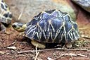 Astrochelys radiata