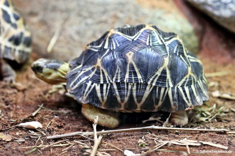 Astrochelys radiata