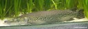 Atractosteus spatula