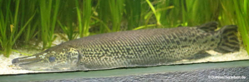 Atractosteus spatula