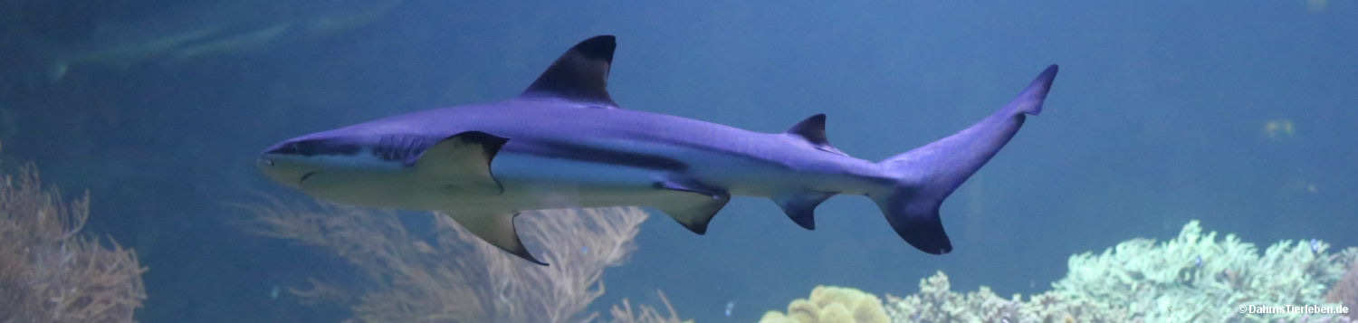 Schwarzspitzen-Riffhai
(Carcharhinus melanopterus) Carcharhinus melanopterus