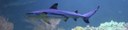 Carcharhinus melanopterus