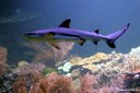 Carcharhinus melanopterus