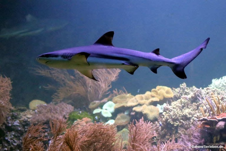 Carcharhinus melanopterus