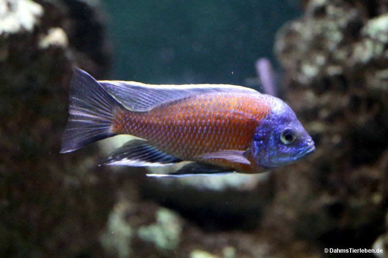 Copadichromis borleyi