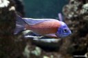Copadichromis borleyi
