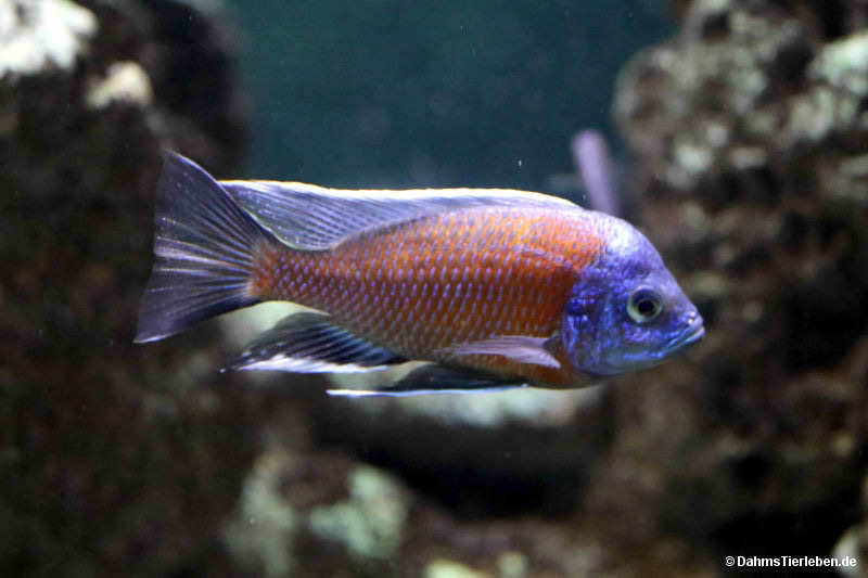 Copadichromis borleyi
