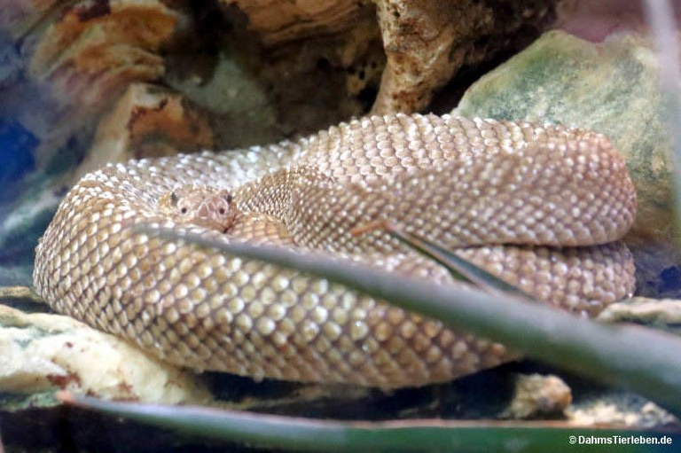 Crotalus vegrandis