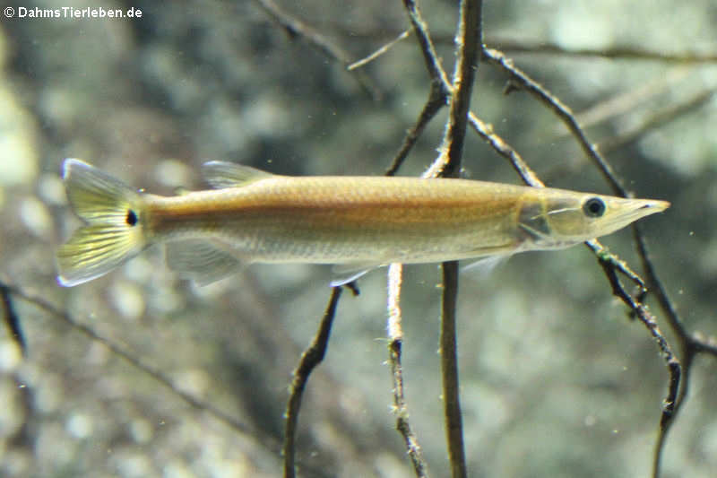 Hujeta-Hechtsalmler
(Ctenolucius hujeta) Ctenolucius hujeta