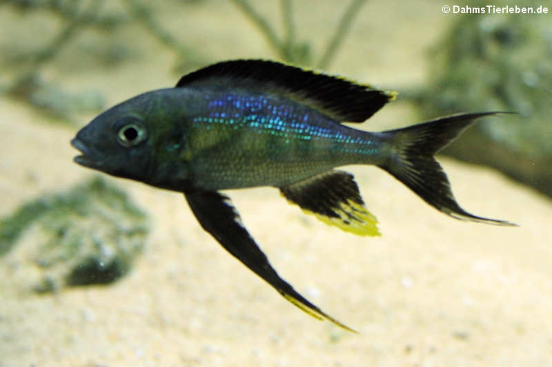 Großer Fadenmaulbrüter
(Cyathopharynx furcifer) Cyathopharynx furcifer