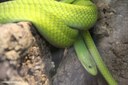 Dendroaspis angusticeps