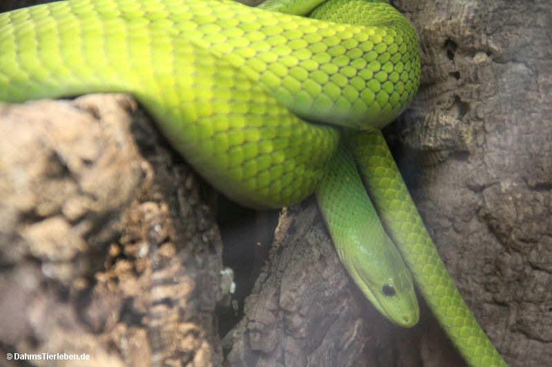 Dendroaspis angusticeps