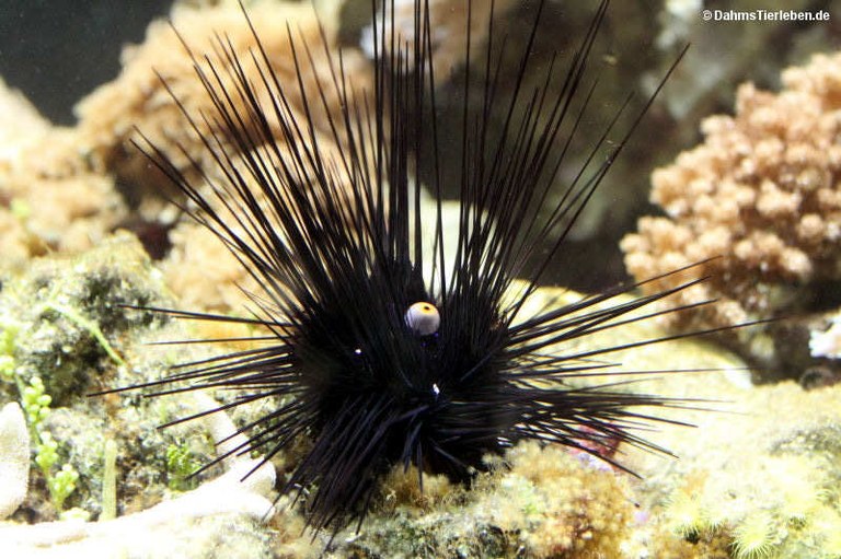 Diadema setosum