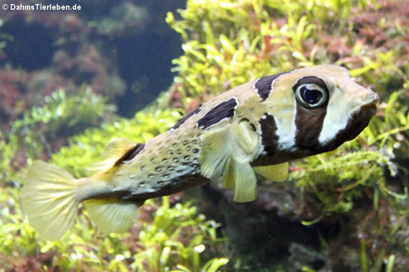 Braunflecken-Igelfisch
(Diodon holocanthus) Diodon holocanthus