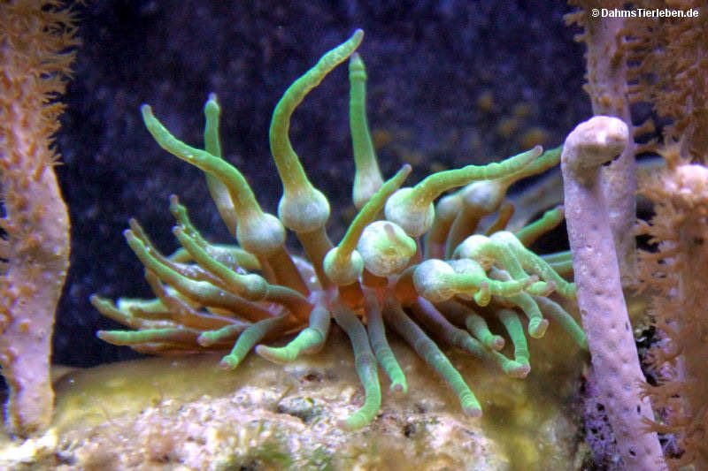 Kupferanemone
(Entacmea quadricolor) Entacmea quadricolor