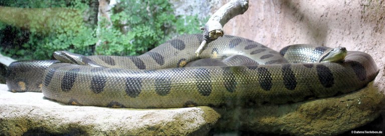Eunectes murinus