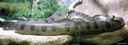 Eunectes murinus