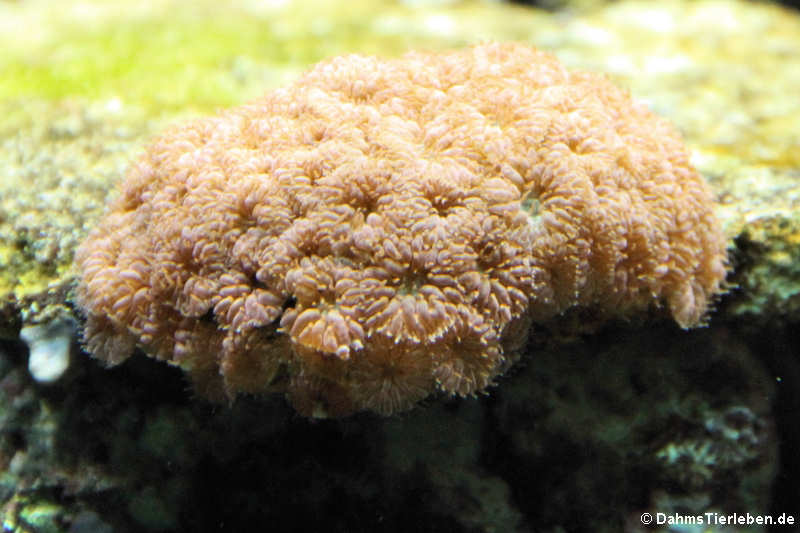 Großpolypige Steinkoralle
(Galaxea spec.) Galaxea spec.