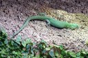 Gastropholis prasina