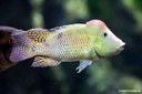 Geophagus steindachneri