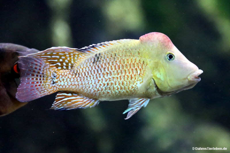 Geophagus steindachneri