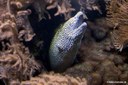 Gymnothorax favagineus
