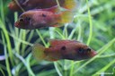 Hemichromis spec. "Gabun"