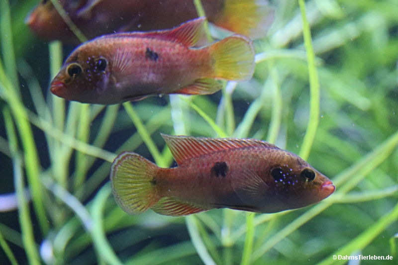 Hemichromis spec. "Gabun"