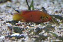 Hemichromis spec. "Gabun"