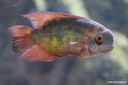 Hypselecara temporalis