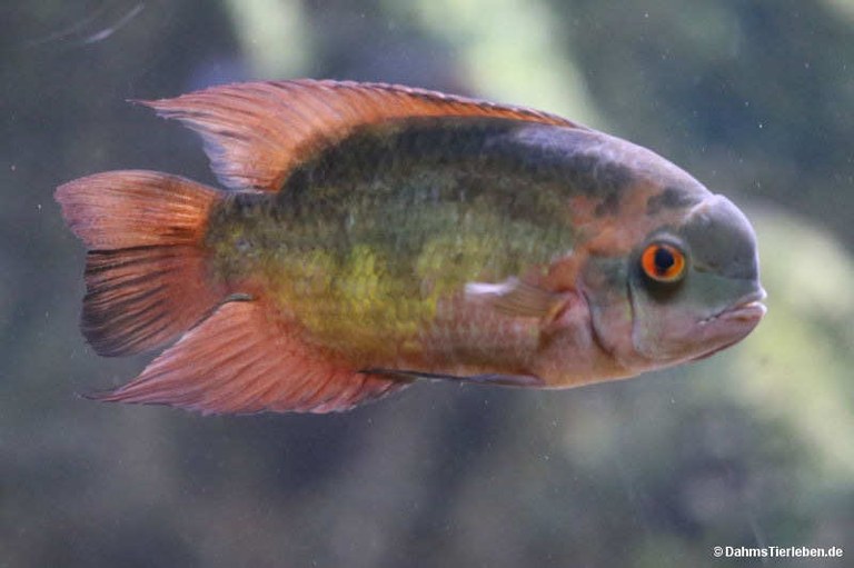 Hypselecara temporalis
