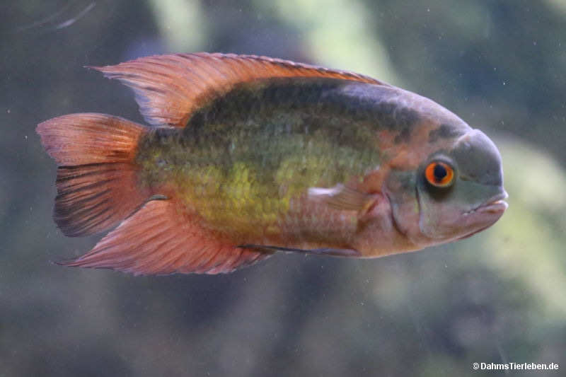 Smaragdbuntbarsch
(Hypselecara temporalis) Hypselecara temporalis