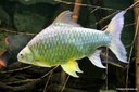 Hypsibarbus wetmorei