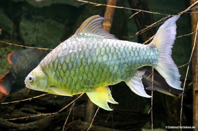 Hypsibarbus wetmorei