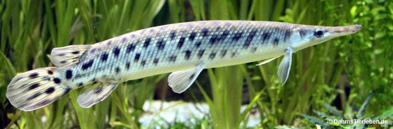 Lepisosteus oculatus