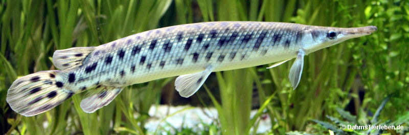 Lepisosteus oculatus