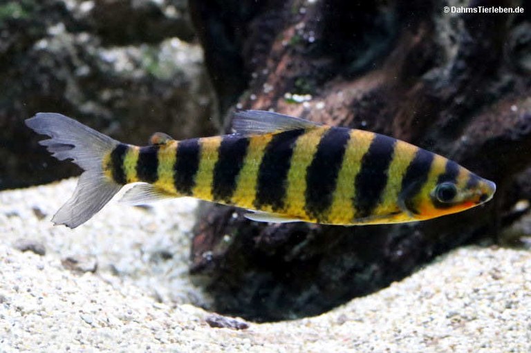 Leporinus fasciatus
