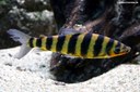 Leporinus fasciatus