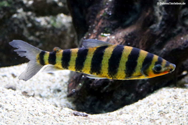 Leporinus fasciatus