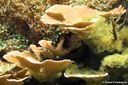 Montipora palawanensis