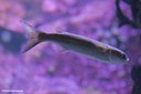 Mugil curvidens