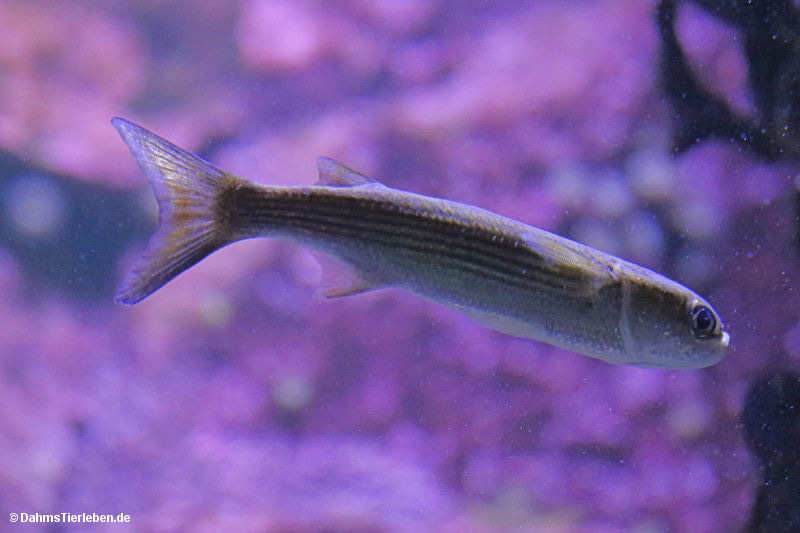 Mugil curvidens