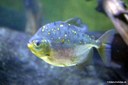 Myloplus rubripinnis