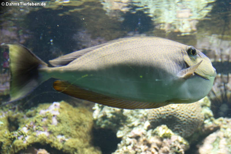 Masken-Nasendoktorfisch
(Naso vlamingii) Naso vlamingii