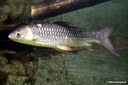 Neolissochilus sumatranus